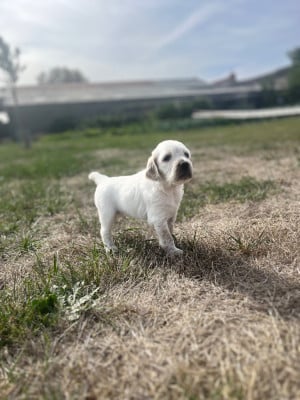 Les chiots de Setter Anglais