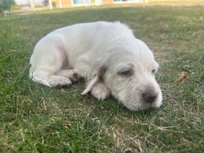 Les chiots de Setter Anglais