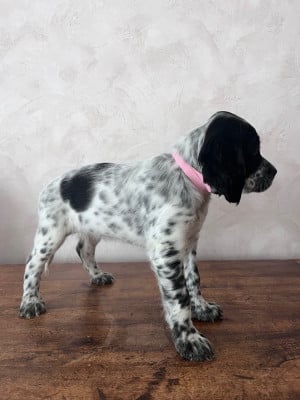 Les chiots de Setter Anglais