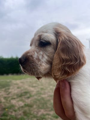 Les chiots de Setter Anglais