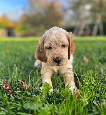 Les chiots de Setter Anglais