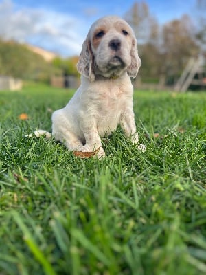 Les chiots de Setter Anglais