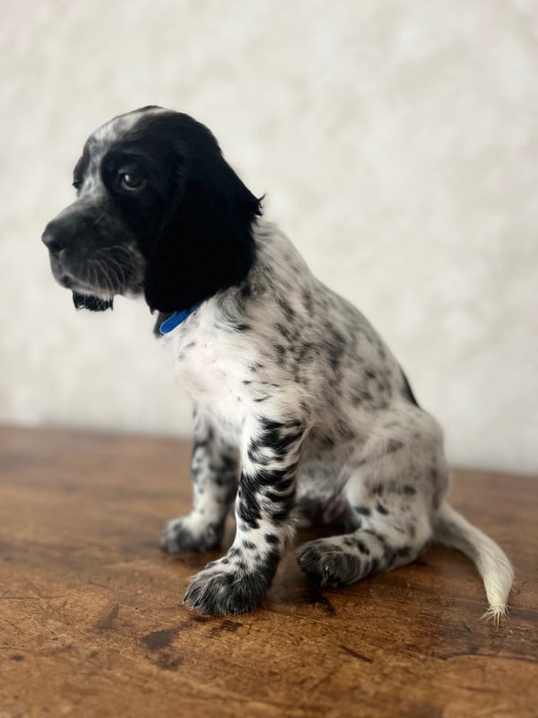 Setter Anglais - Du Puy Du Fougeroux
