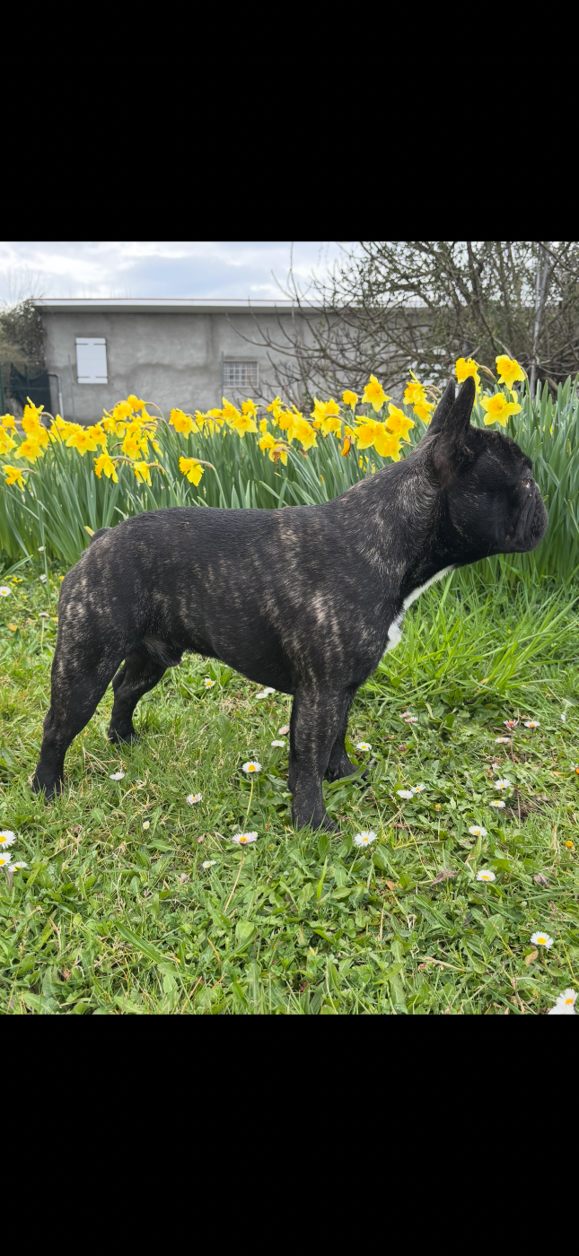 Viktor De La Vallée Du Cagire