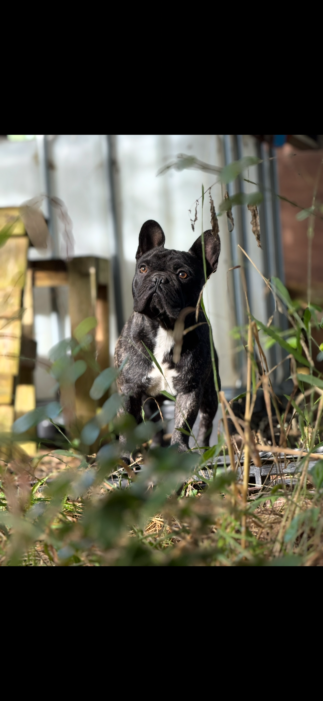 Viktor De La Vallée Du Cagire