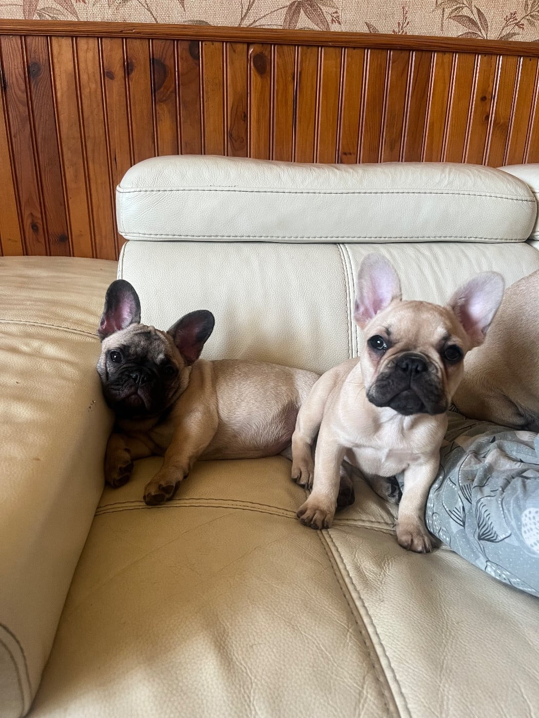 Bouledogue français - De La Vallée Du Cagire