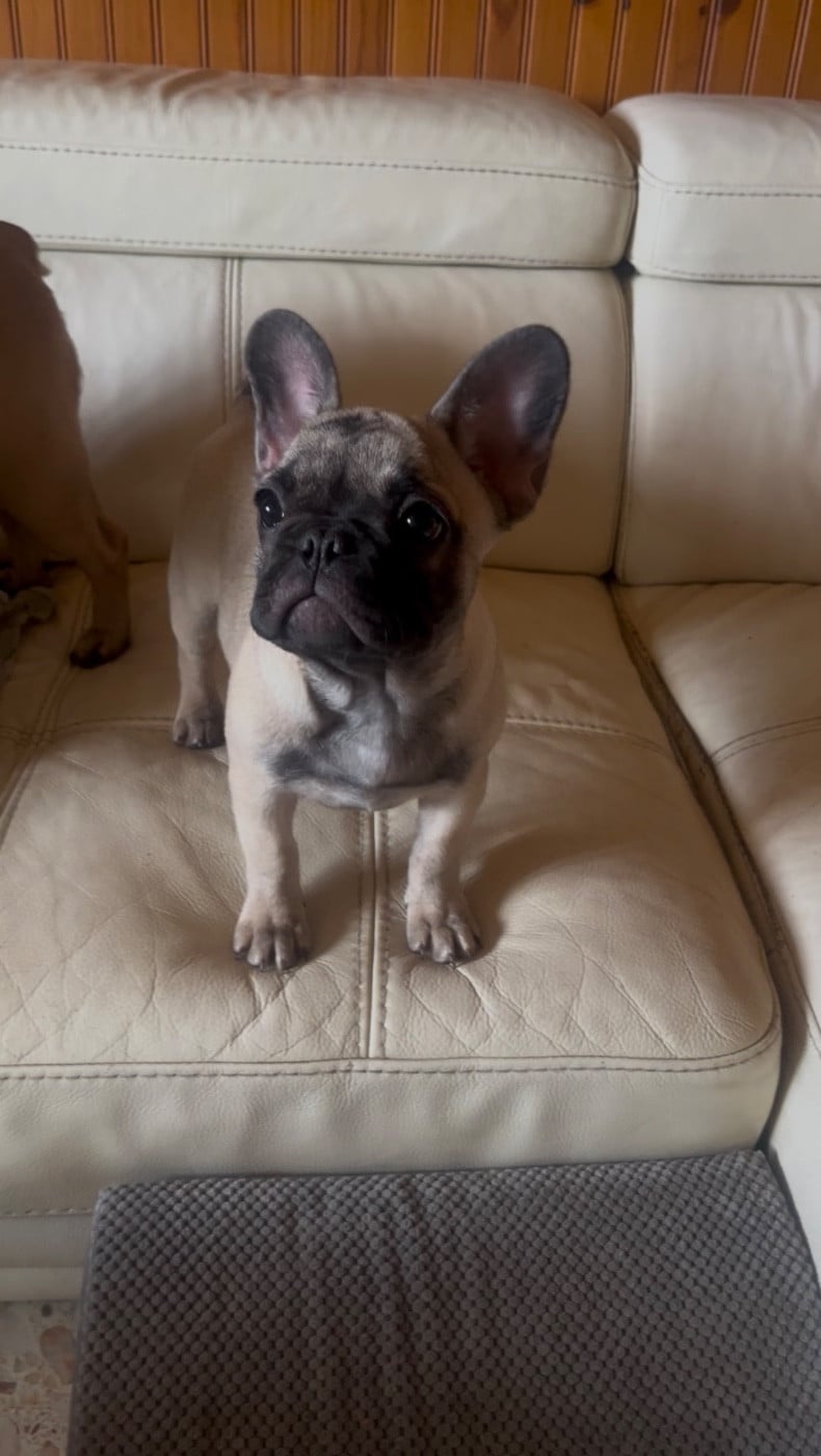 Bouledogue français - De La Vallée Du Cagire