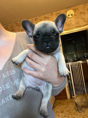 Les chiots de Bouledogue français