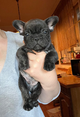 Les chiots de Bouledogue français