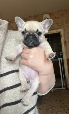 Les chiots de Bouledogue français