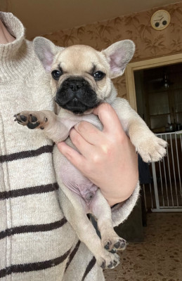 Les chiots de Bouledogue français