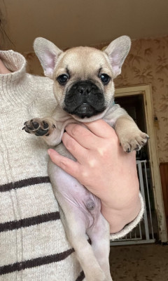 Les chiots de Bouledogue français