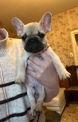 Les chiots de Bouledogue français