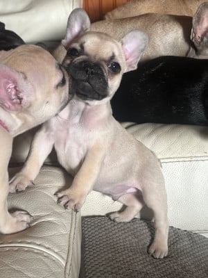 Les chiots de Bouledogue français