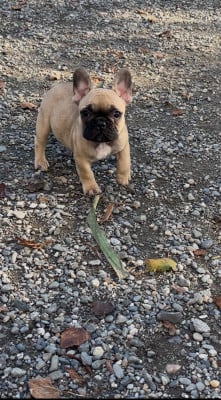 Les chiots de Bouledogue français
