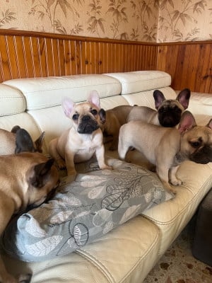 Les chiots de Bouledogue français