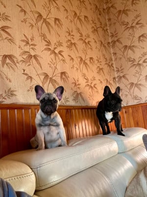 Les chiots de Bouledogue français