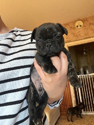 Les chiots de Bouledogue français