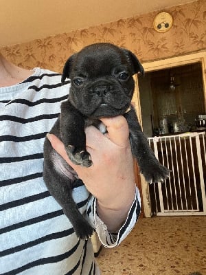 Les chiots de Bouledogue français