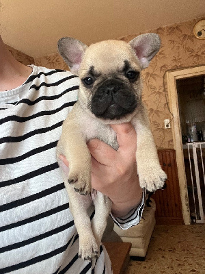 Les chiots de Bouledogue français