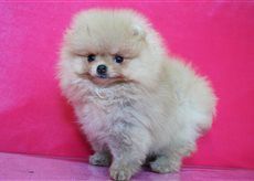 Publication : De La Fortune De Magie