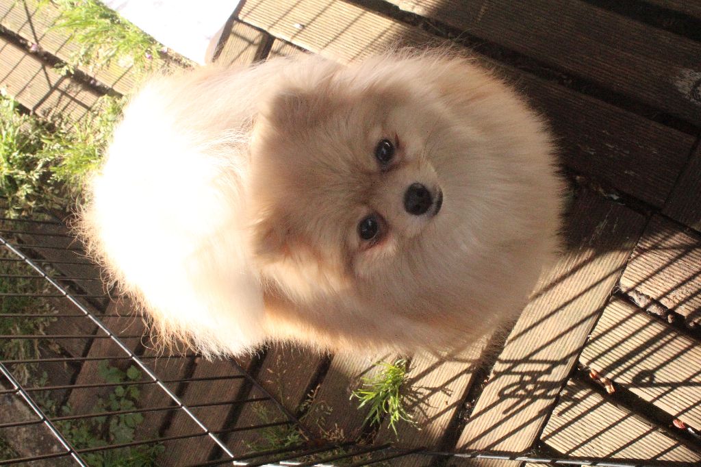 Publication : De La Fortune De Magie