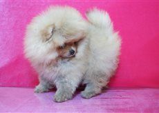 Publication : De La Fortune De Magie