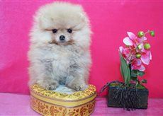 Publication : De La Fortune De Magie