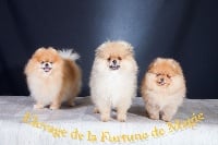 De La Fortune De Magie