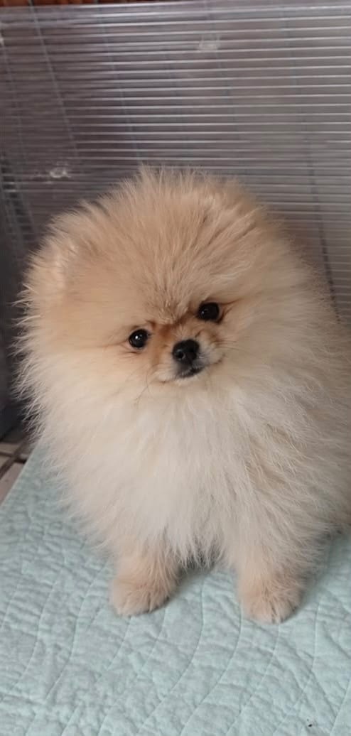 B-GUCCY - Spitz allemand