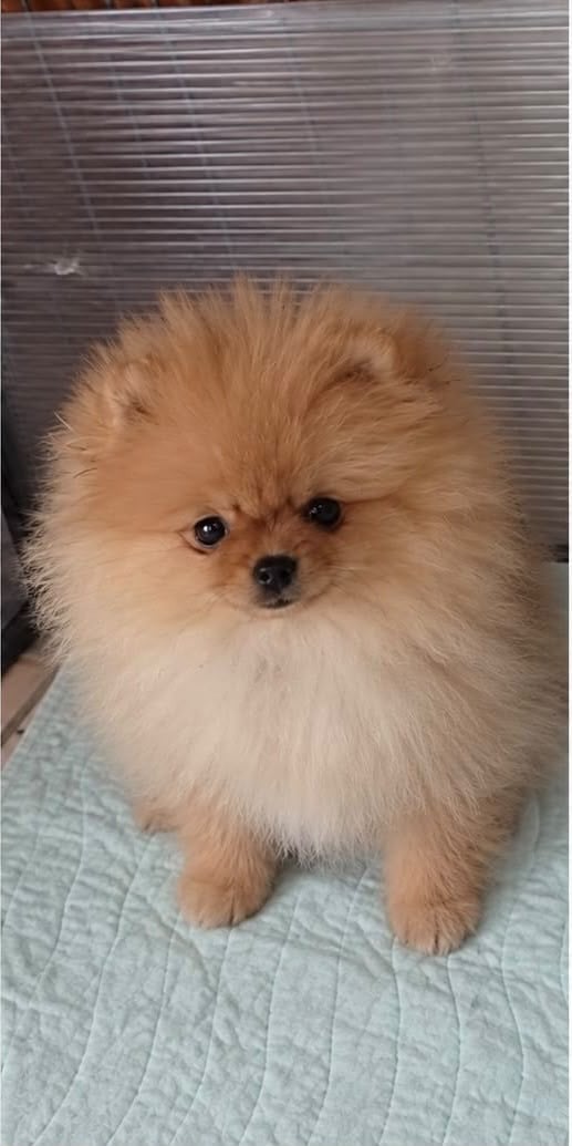 B-SHOUSHOU - Spitz allemand