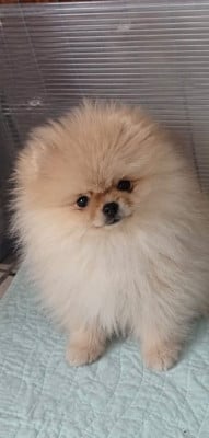 Spitz allemand