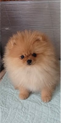 B-SHOUSHOU - Spitz allemand