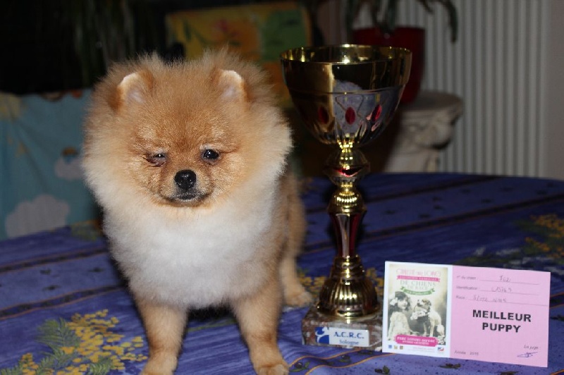 Medovyi pryanik iz imperii vytnovyh - Meilleur Puppy