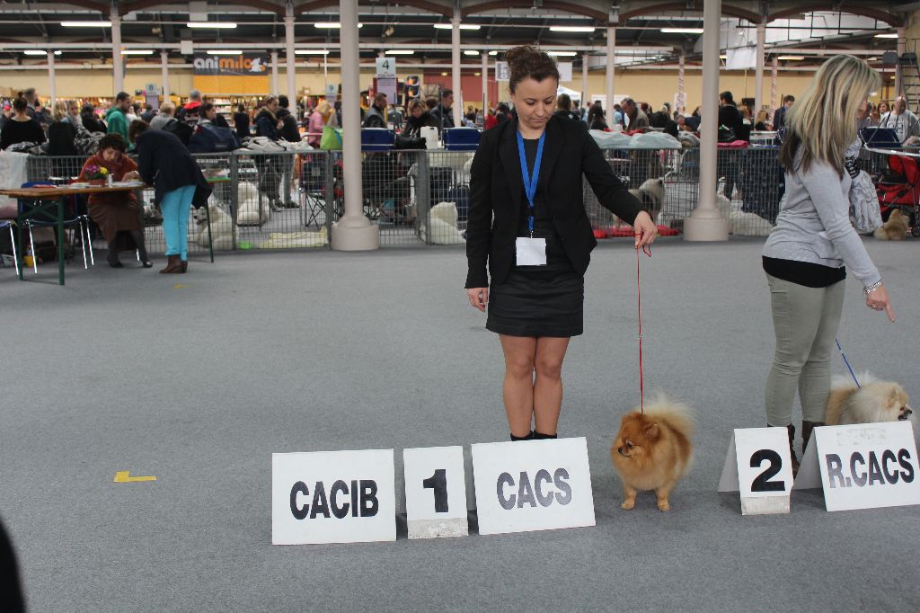 Medovyi pryanik iz imperii vytnovyh - CACIB