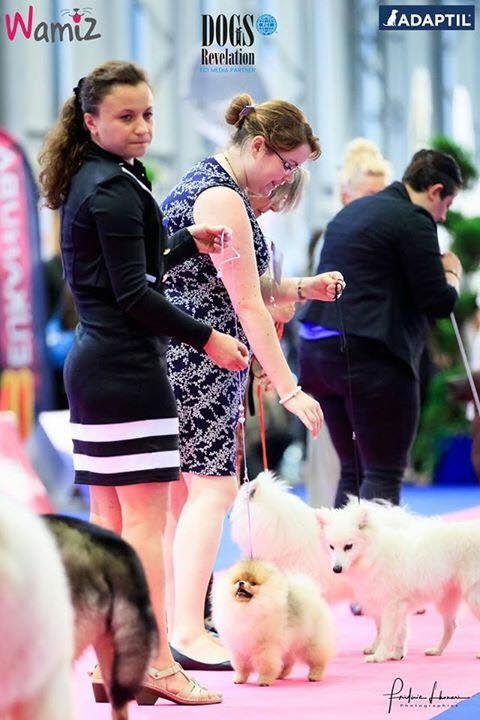 Mirco beautiful De La Fortune De Magie - MEILLEUR PUPPY