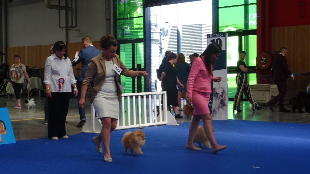 Mirco beautiful De La Fortune De Magie - RCACS Excelent