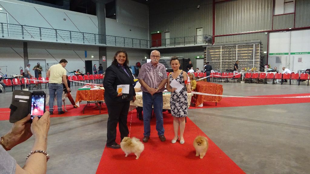 Mirco beautiful De La Fortune De Magie - CACIB/CACS Meilleur de race de sexe opposé