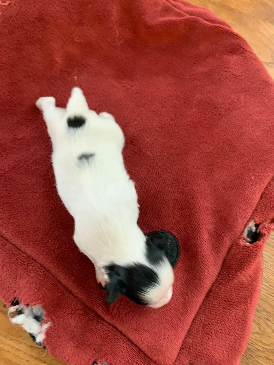 CHIOT 1 - Epagneul nain Continental (Papillon)