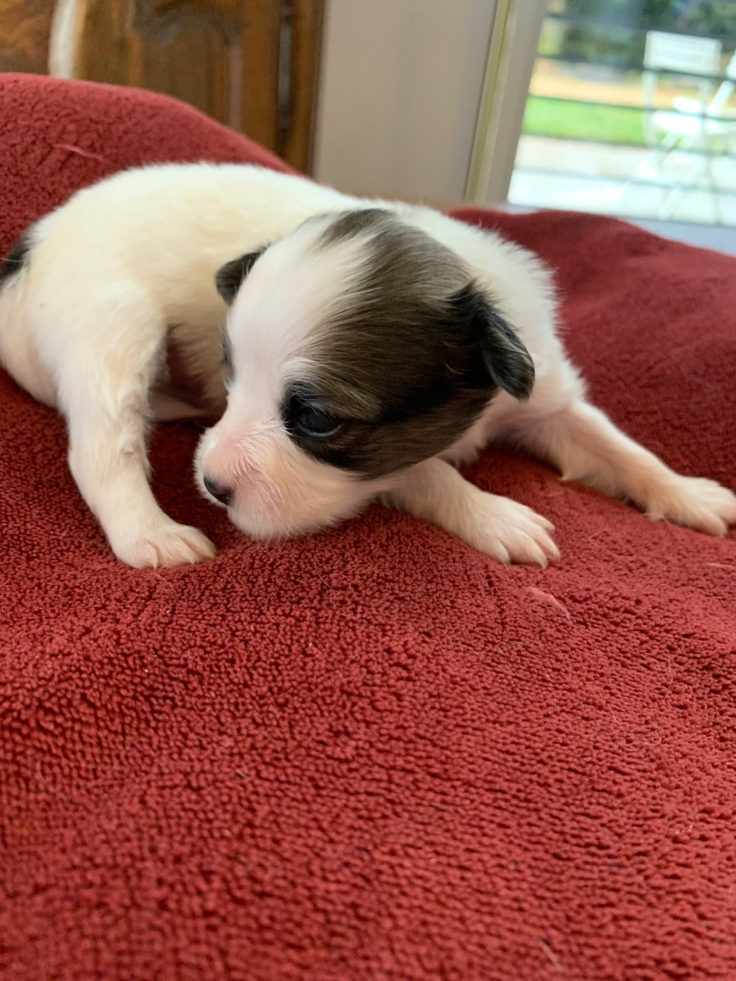 CHIOT 2 - Epagneul nain Continental (Papillon)