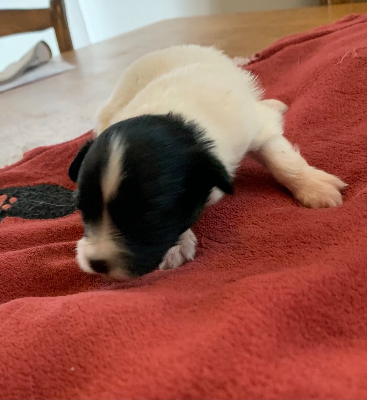 CHIOT 4 - Epagneul nain Continental (Papillon)