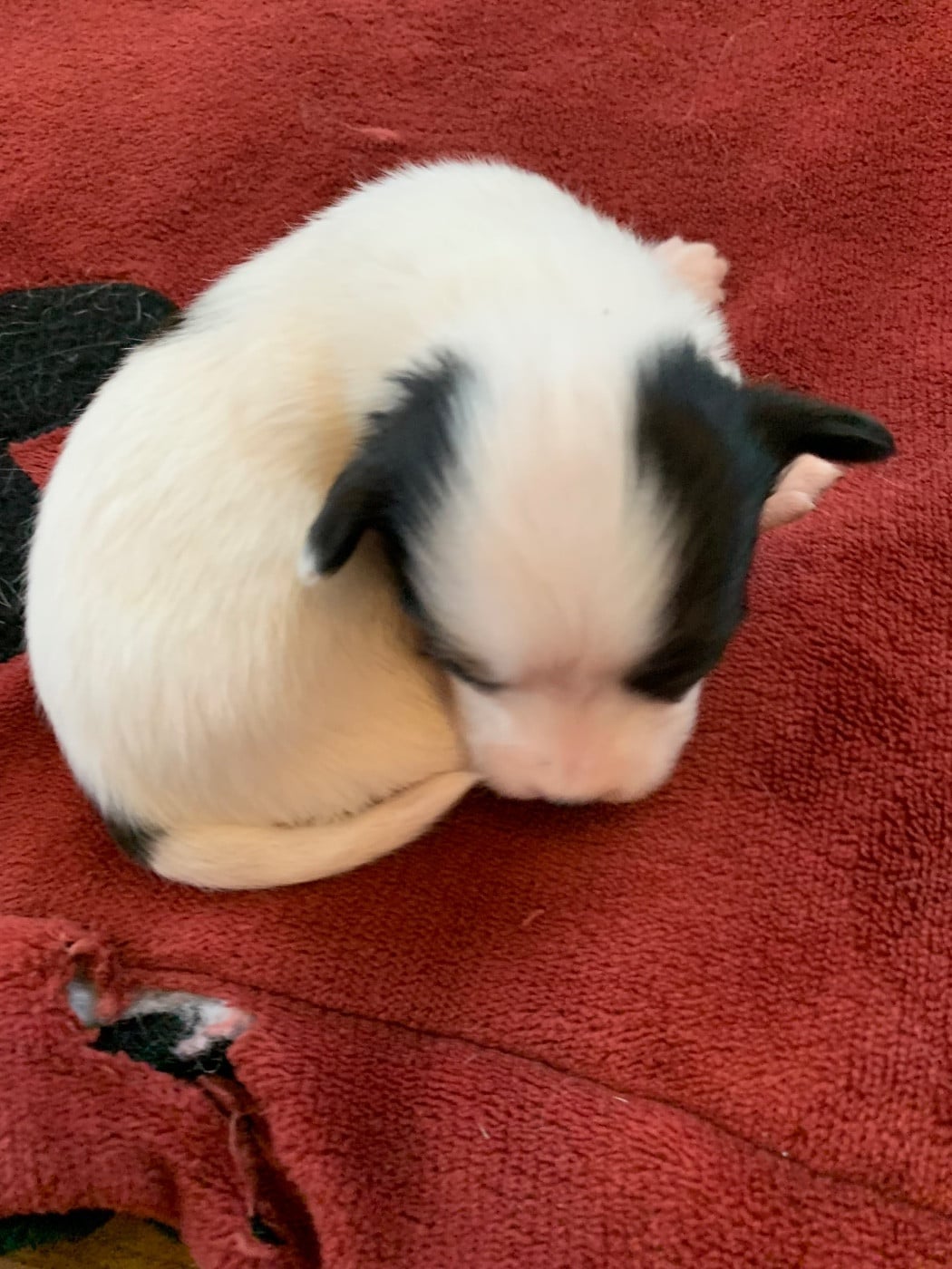 CHIOT 5 - Epagneul nain Continental (Papillon)