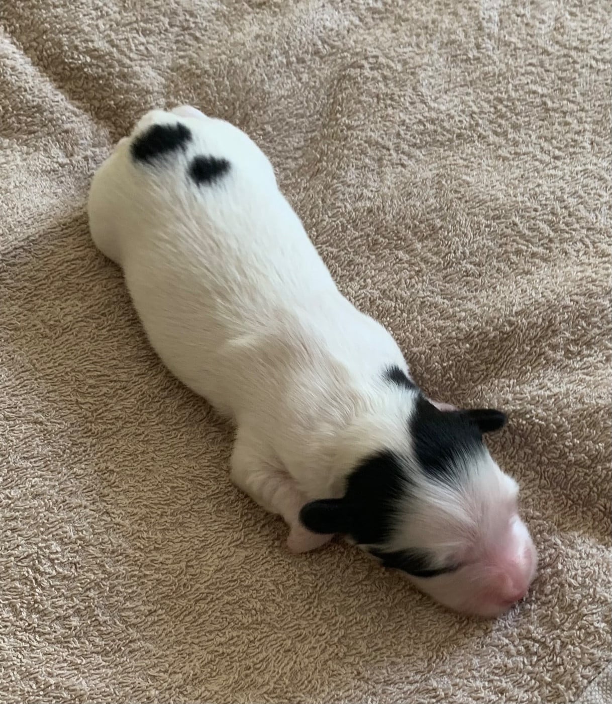 BOO - Epagneul nain Continental (Papillon)