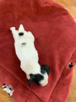 Les chiots de Epagneul nain Continental (Papillon)