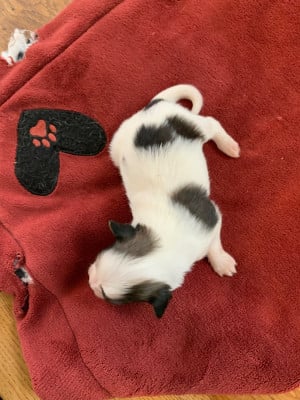 Les chiots de Epagneul nain Continental (Papillon)