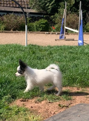 CHIOT 5 - Epagneul nain Continental (Papillon)