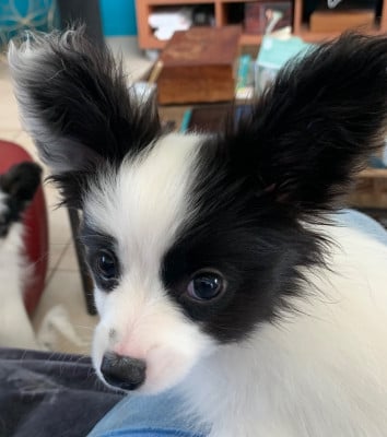 Les chiots de Epagneul nain Continental (Papillon)