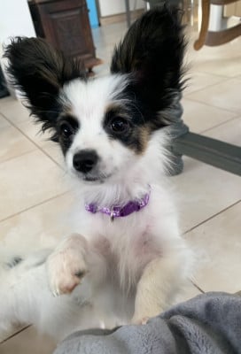 Les chiots de Epagneul nain Continental (Papillon)