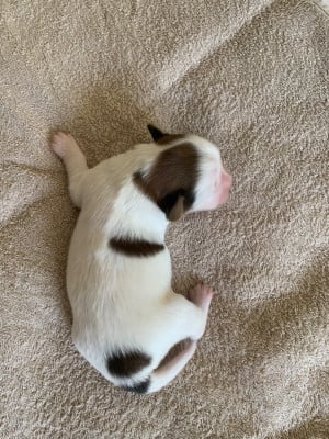 Les chiots de Epagneul nain Continental (Papillon)