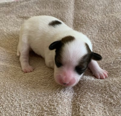 Les chiots de Epagneul nain Continental (Papillon)